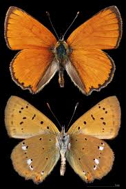 Attēlu rezultāti vaicājumam “Lycaena virgaureae male”