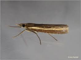 Attēlu rezultāti vaicājumam “Agriphila selasella”