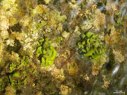 Attēlu rezultāti vaicājumam “Dermatocarpon luridum”