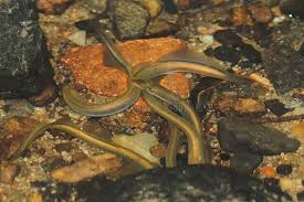 Attēlu rezultāti vaicājumam “Lampetra planeri”