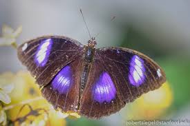 Attēlu rezultāti vaicājumam “Nymphalidae”