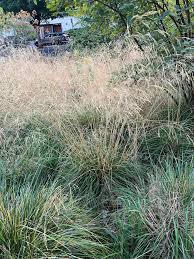 Attēlu rezultāti vaicājumam “Deschampsia flexuosa bud”