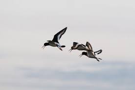 Attēlu rezultāti vaicājumam “Haematopus ostralegus adult”