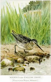 Image result for Gallinago media