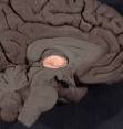 <b>Thalamus</b>