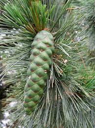 Attēlu rezultāti vaicājumam “Pinus sylvestris fruit”