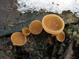 Attēlu rezultāti vaicājumam “Ciboria amentacea”