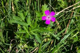 Attēlu rezultāti vaicājumam “Geranium palustre flower”