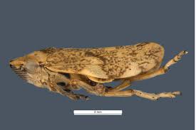 Attēlu rezultāti vaicājumam “Philaenus spumarius”