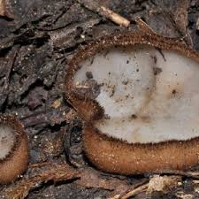 Attēlu rezultāti vaicājumam “Diderma radiatum sessile”