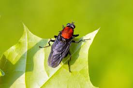 Attēlu rezultāti vaicājumam “Clitellaria ephippium”