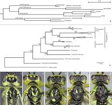 Attēlu rezultāti vaicājumam “Rhogogaster picta”
