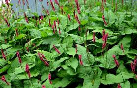 Attēlu rezultāti vaicājumam “Bistorta major”