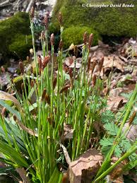 Attēlu rezultāti vaicājumam “Carex x bakkeriana”