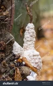 Attēlu rezultāti vaicājumam “Brefeldia maxima”