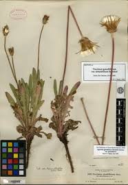 Image result for Agoseris major