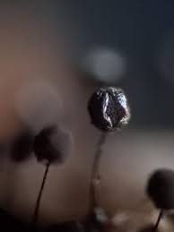 Attēlu rezultāti vaicājumam “Collaria arcyrionema macro”