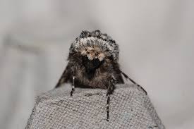 Attēlu rezultāti vaicājumam “Biston strataria”