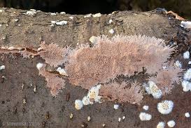 Attēlu rezultāti vaicājumam “Steccherinum fimbriatum”