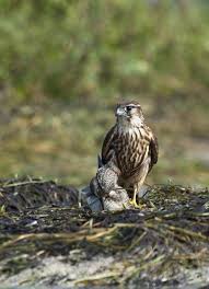Image result for Falco columbarius