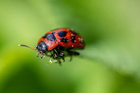 Attēlu rezultāti vaicājumam “Gonioctena viminalis”
