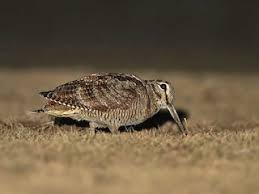 Attēlu rezultāti vaicājumam “Scolopax rusticola juvenile”