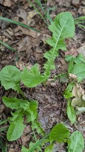Attēlu rezultāti vaicājumam “Taraxacum officinale aggr.”