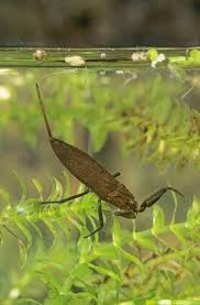 Attēlu rezultāti vaicājumam “Nepa cinerea imago”