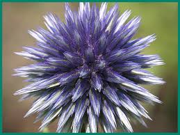 Image result for Echinops spaerocephalus