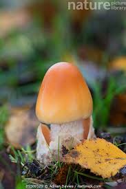 Attēlu rezultāti vaicājumam “Amanita crocea”