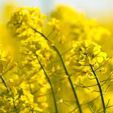 Attēlu rezultāti vaicājumam “Sinapis alba flower”