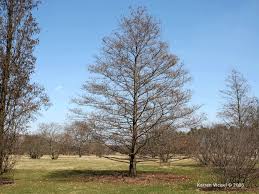 Attēlu rezultāti vaicājumam “Alnus glutinosa”
