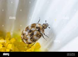 Attēlu rezultāti vaicājumam “Anthrenus verbasci”