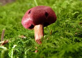 Attēlu rezultāti vaicājumam “Cortinarius sanguineus”