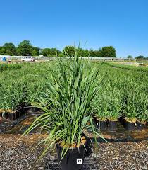 Attēlu rezultāti vaicājumam “Calamagrostis arundinacea”