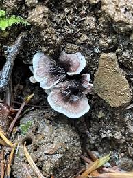 Attēlu rezultāti vaicājumam “Phellodon tomentosus”