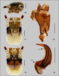 Attēlu rezultāti vaicājumam “Phosphaenus hemipterus male”