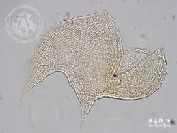 Attēlu rezultāti vaicājumam “Nowellia curvifolia”