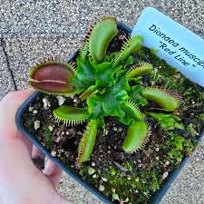 Attēlu rezultāti vaicājumam “Diachea muscorum young”