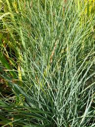 Attēlu rezultāti vaicājumam “Carex panicea”