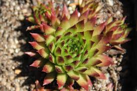 Attēlu rezultāti vaicājumam “Jovibarba globifera”