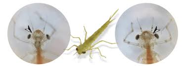 Attēlu rezultāti vaicājumam “Enallagma cyathigerum”