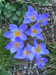 Attēlu rezultāti vaicājumam “Crocus speciosus”