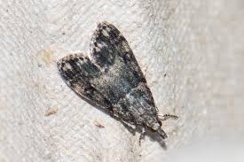 Attēlu rezultāti vaicājumam “Eudonia lacustrata”