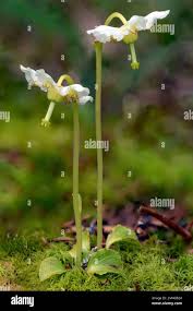 Attēlu rezultāti vaicājumam “Moneses uniflora”