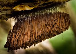 Attēlu rezultāti vaicājumam “Stemonitis axifera”