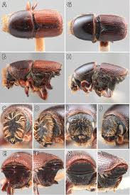 Attēlu rezultāti vaicājumam “Scolytus scolytus, Scolytus multistriatus”