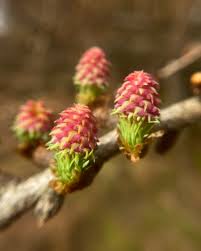 Attēlu rezultāti vaicājumam “Larix decidua flower”