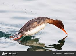 Attēlu rezultāti vaicājumam “Mergus serrator female”