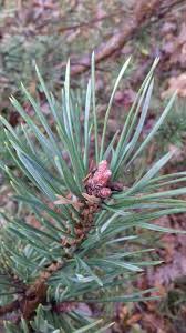 Attēlu rezultāti vaicājumam “Pinus sylvestris var. turfosa”